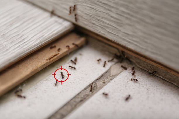 Best Local Pest Control Services  in Timnath, CO