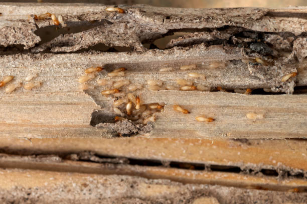 Best Best Pest Control Companies  in Timnath, CO