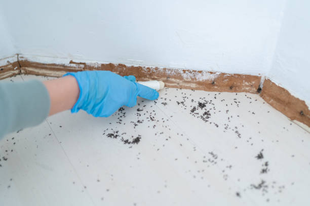 Best Pest Control Near Me in Timnath, CO